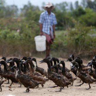 Avian Flu in Cambodia