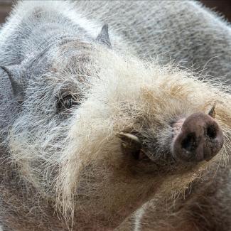 Aporkalypse Now: Bearded Pigs Face Environmental Peril