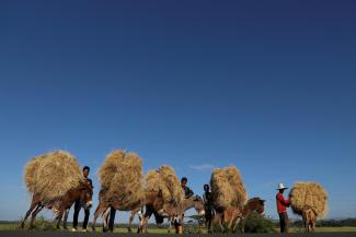 Farmers transport teff from their farm in the town of Woliso, Oromia region, Ethiopia, October 22, 2018. REUTERS/Tiksa Negeri