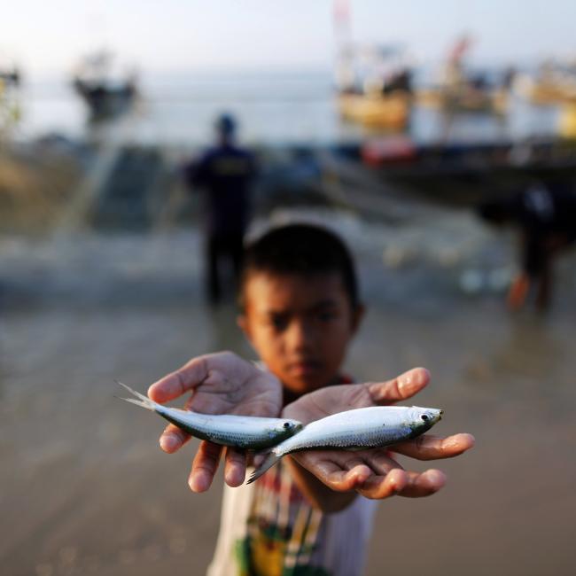 Small Fish: Big Nutritional Impact