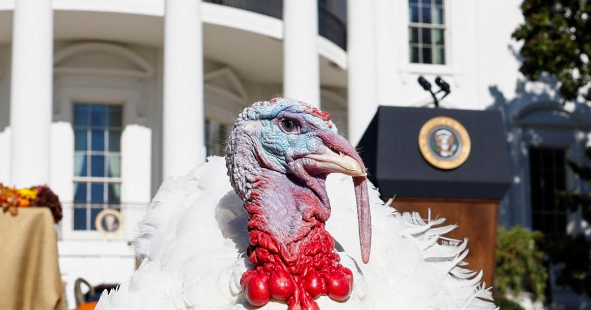How Avian Flu Will Affect Your Thanksgiving
