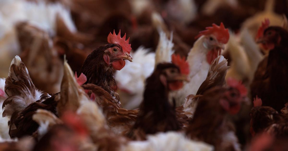 Course Correcting the U S Response to Bird Flu Think Global Health